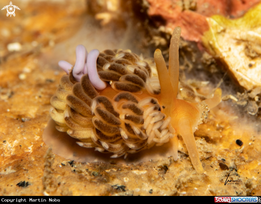 A Aeolidiella alderi
