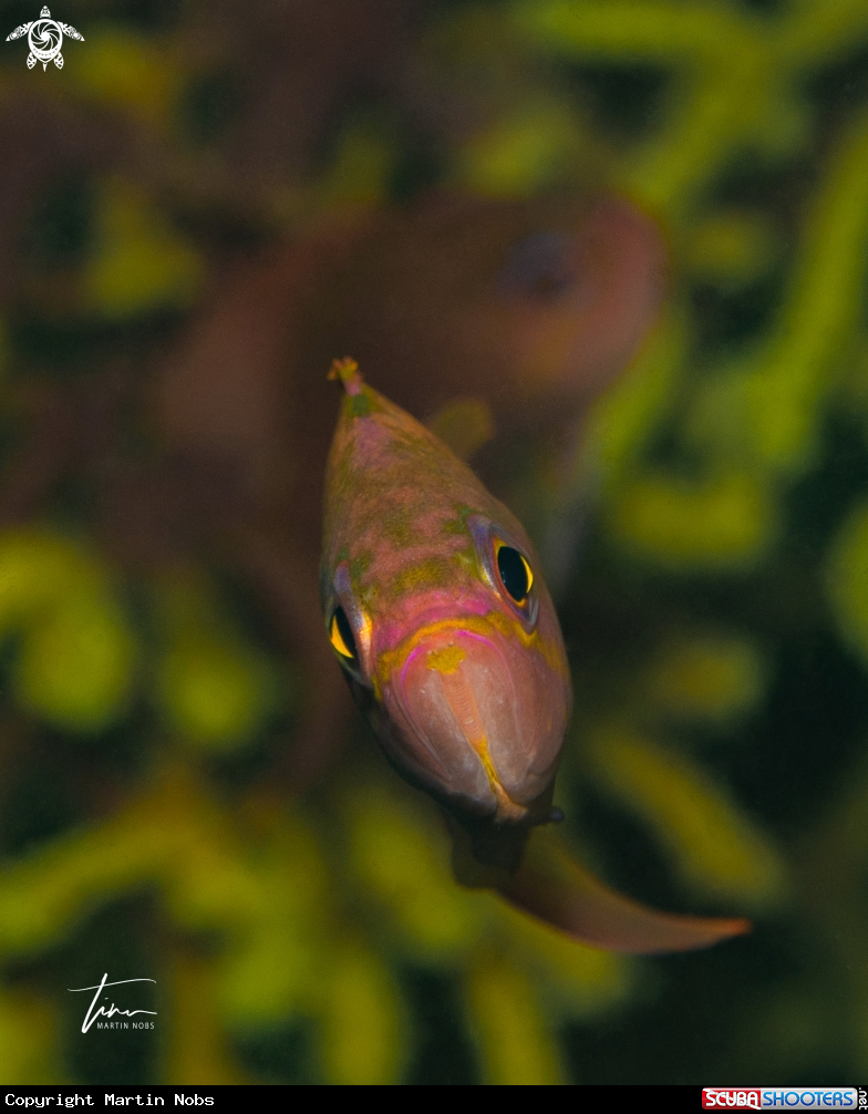 A Fairytail Basslet