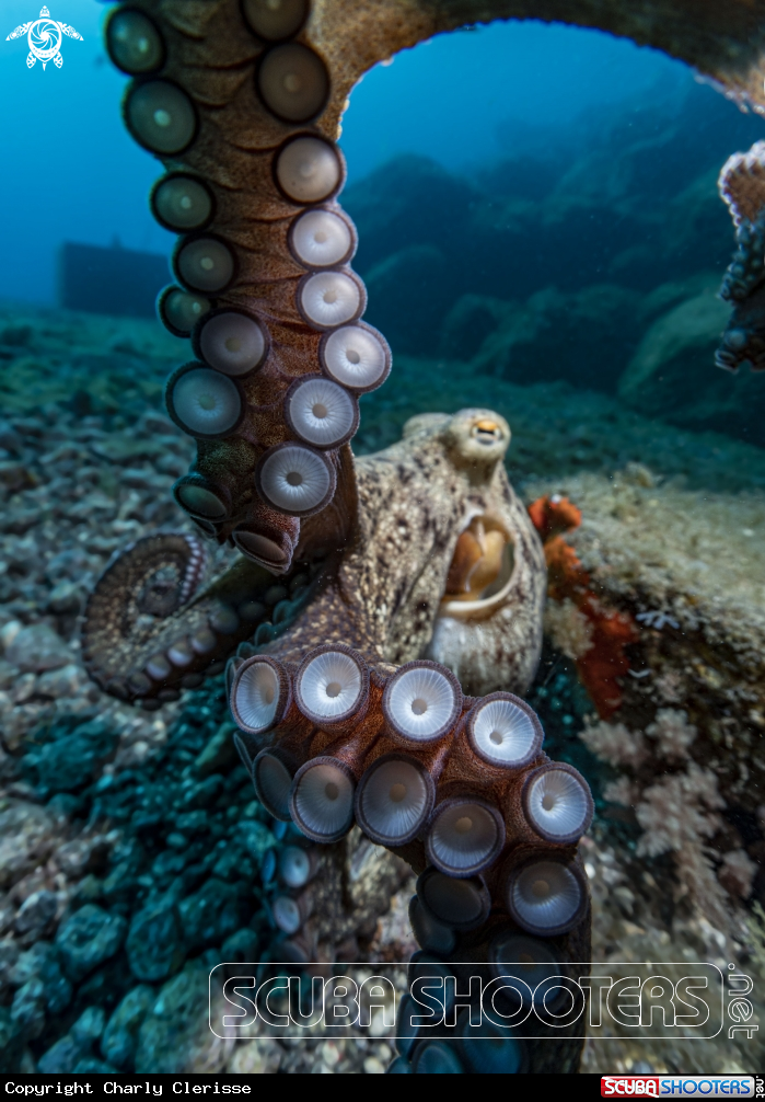 A Common Octopus