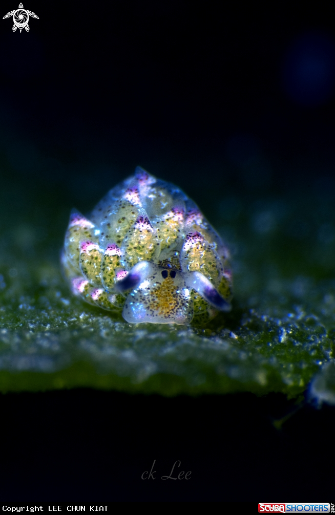 A shaun the sheep nudibranch