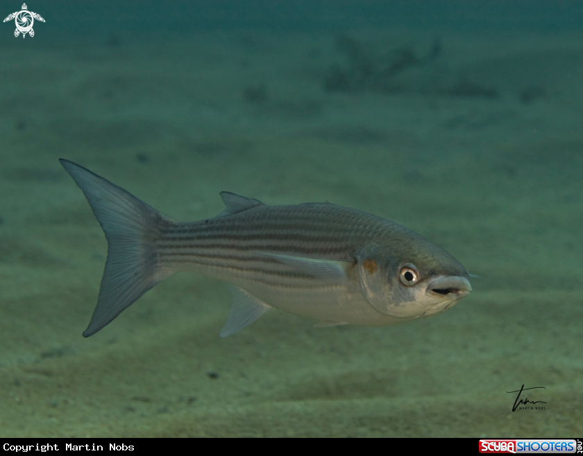 A Thick lip grey Mullet