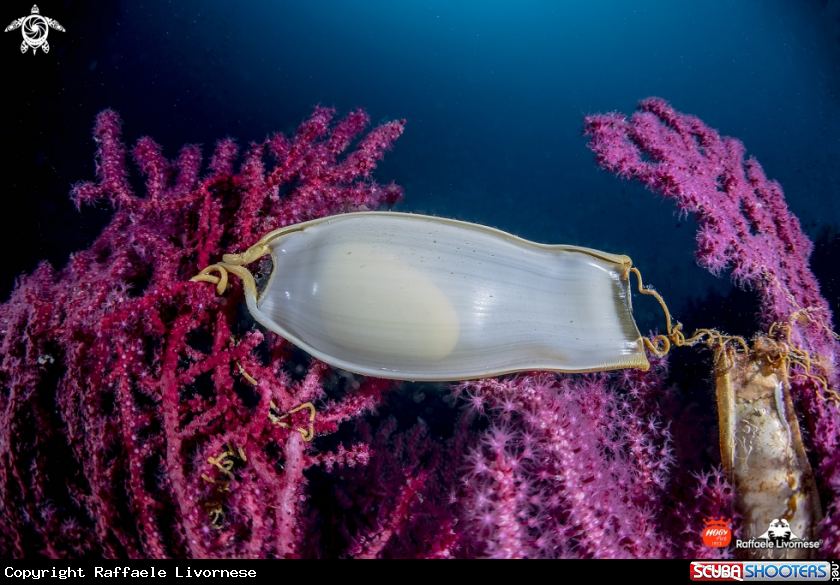 A Shark egg