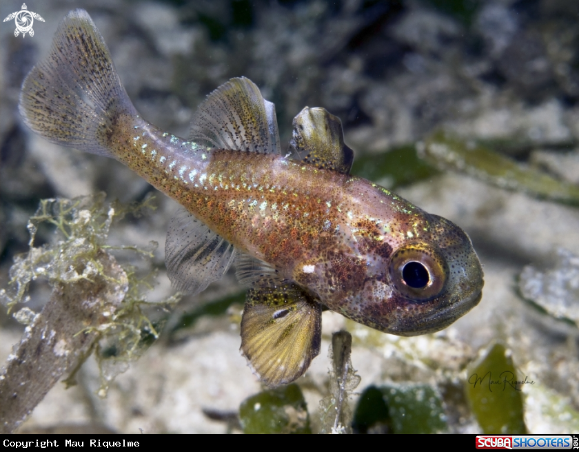 A Blackfin Cardinalfish