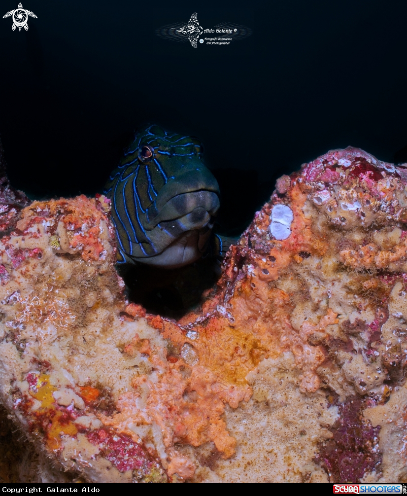 A The Giant Hawkfish - Carabalí