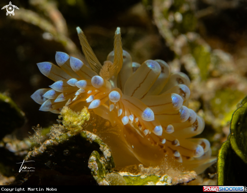 A Antiopella cristata
