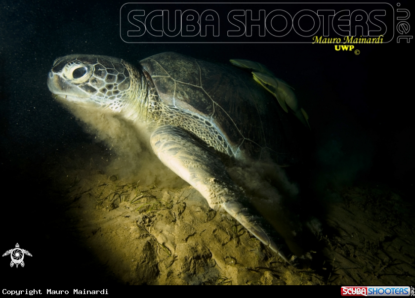 A Green turtle