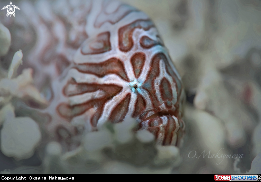 A Juvenile Psychedelic frogfish (Histiophryne psychedelica)