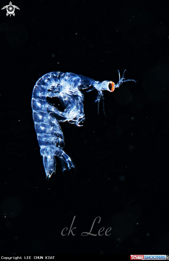A Mantis shrimp