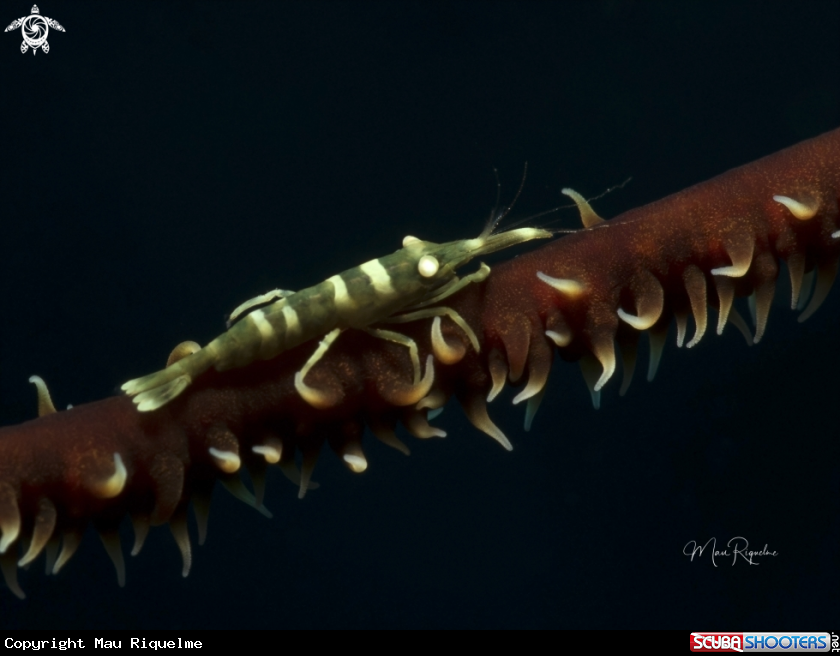 A Wire Coral Shrimp