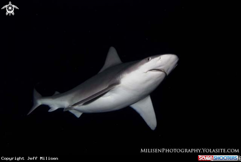 A Sandbar Shark