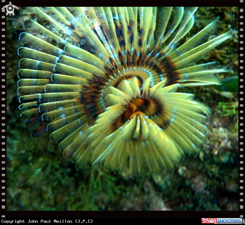 A underwater creature