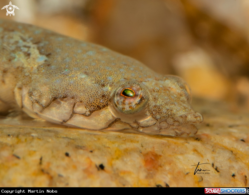 A Clingfish