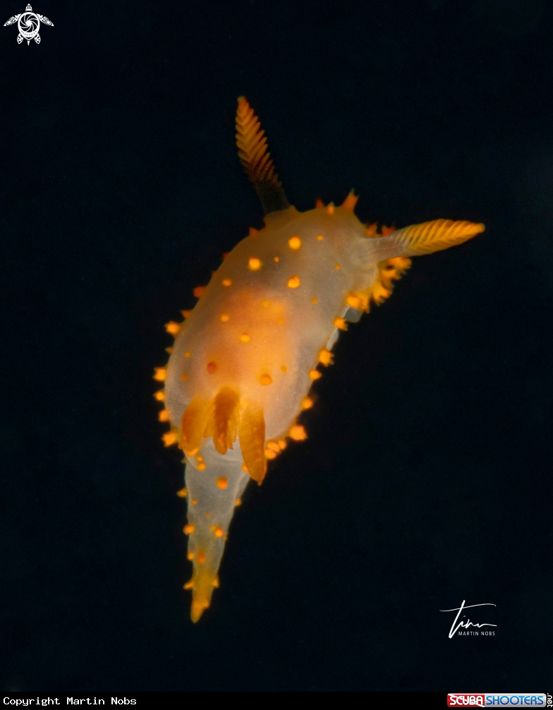 A Crimora papillata