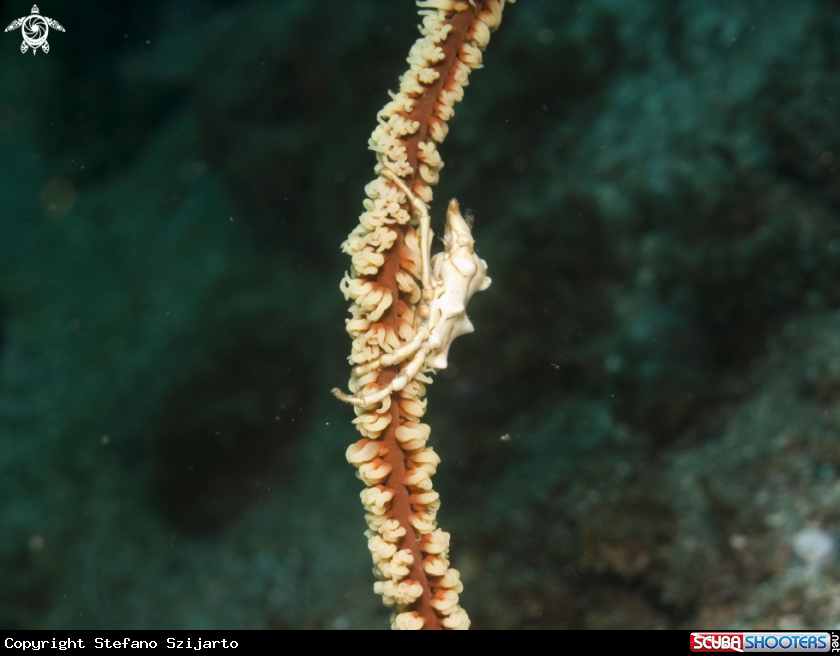 A underwater creature