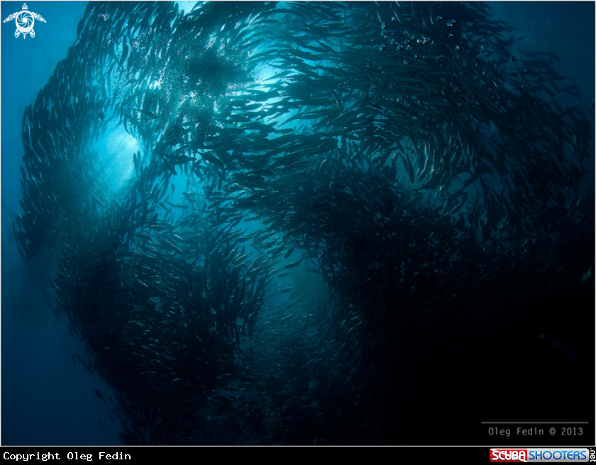 A underwater creature