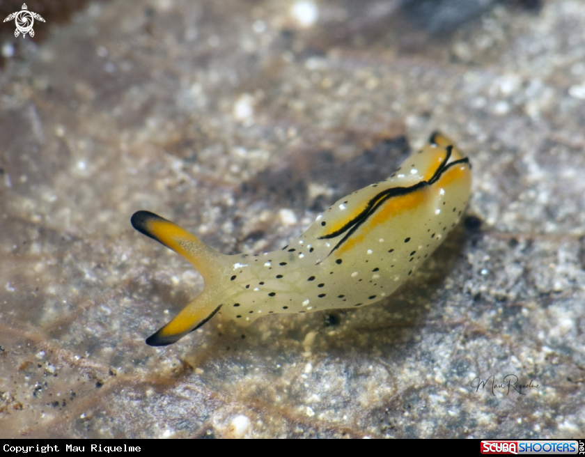 A Juvenile Ornate Elysia