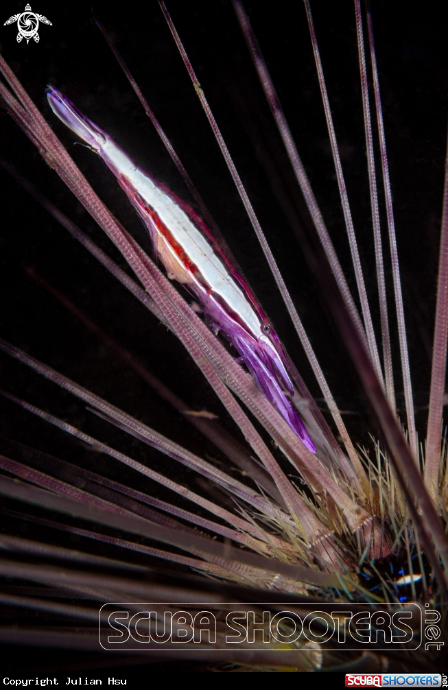 A Purple Urchin Shrimp