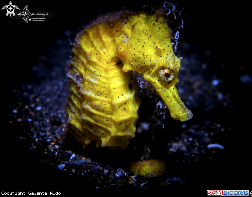 A Seahorse