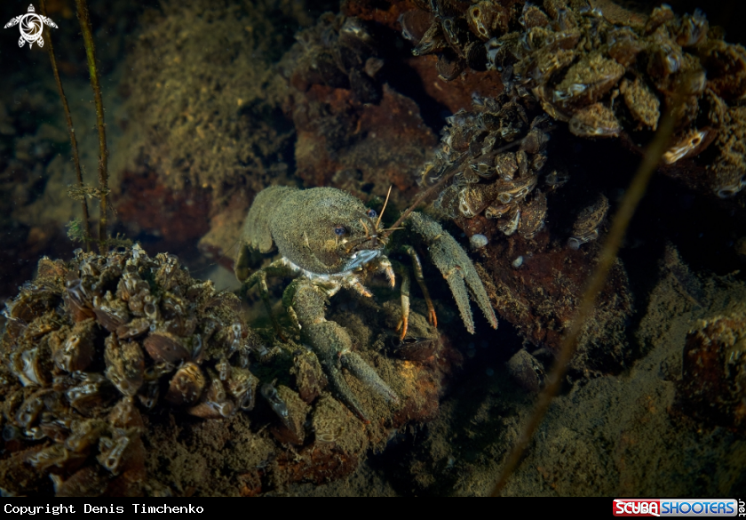A Arthropods