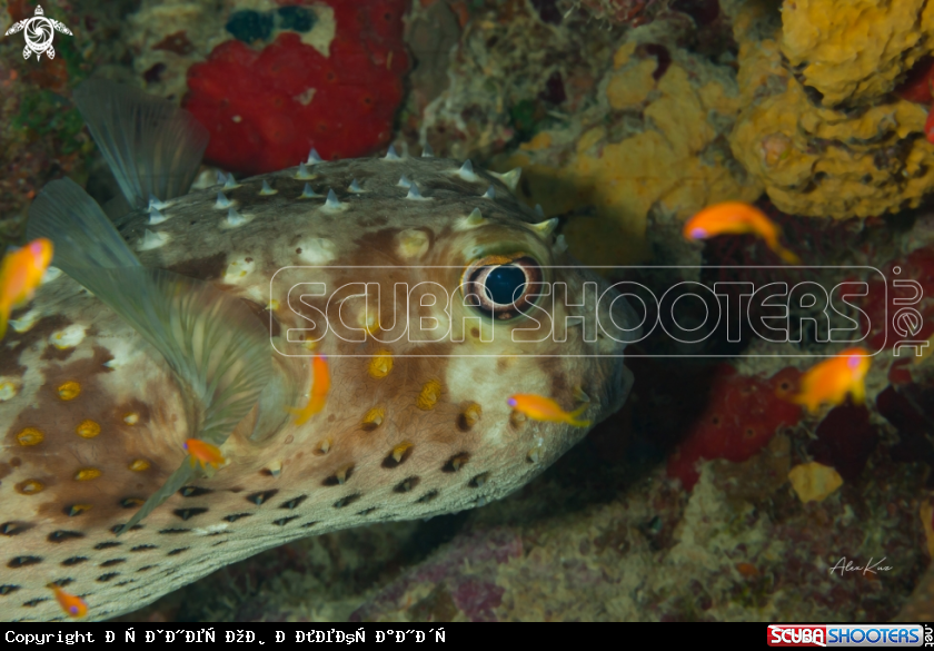 A Fish of the Red Sea