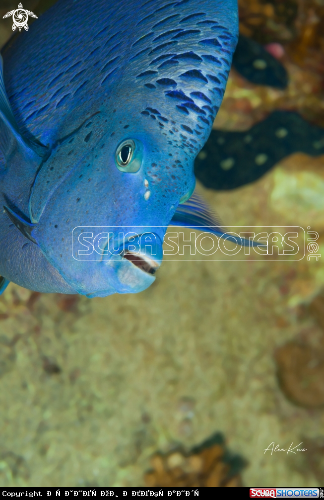 A Fish of the Red Sea