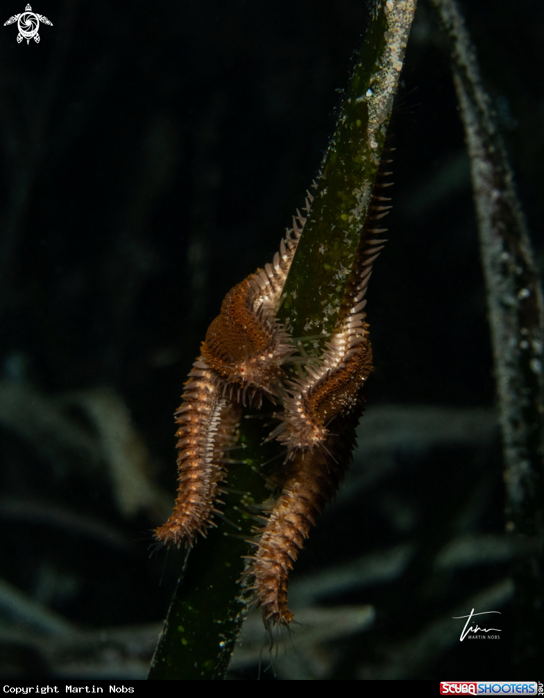 A Spiny Seastar