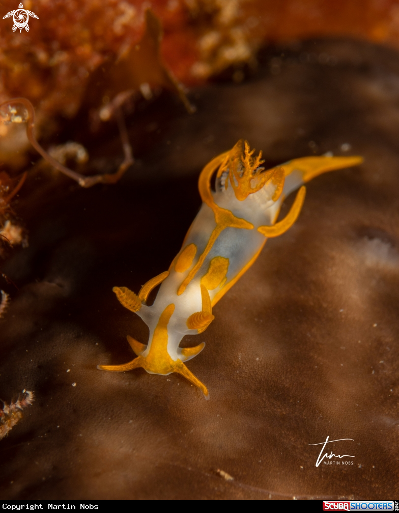 A Trapania maculata