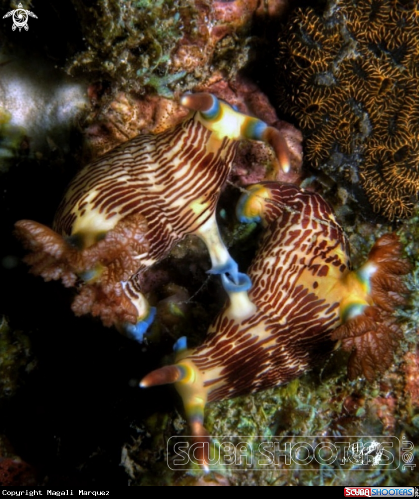 A Nembrotha lineolata nudibranch 