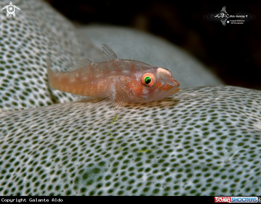 A Whip Coral Goby