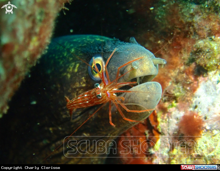 A Mediterranean moray