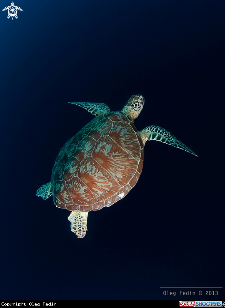 A underwater creature