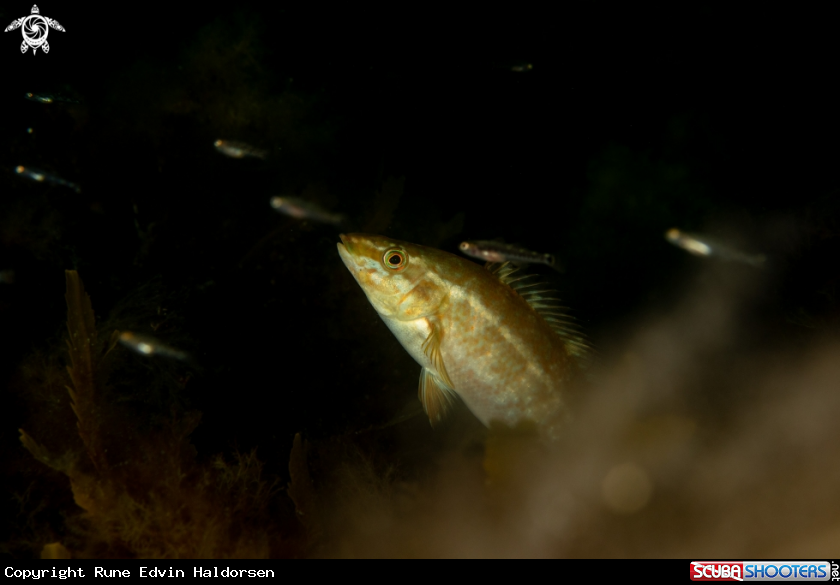 A Corkwing wrasse