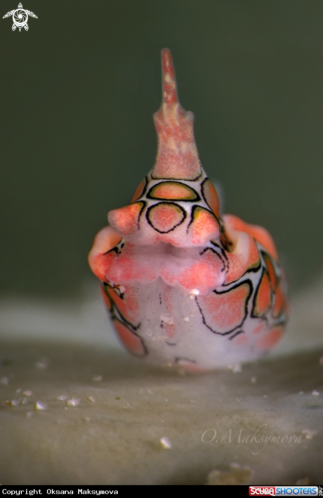 A Psychedelic batwing slug (Sagaminopteron psychedelicum) 