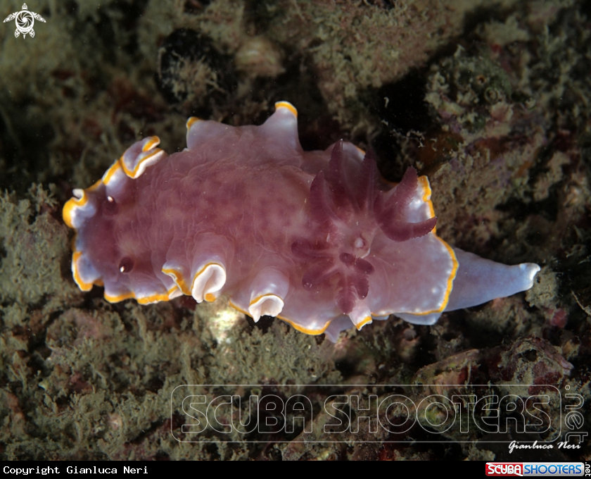 A Purpurea