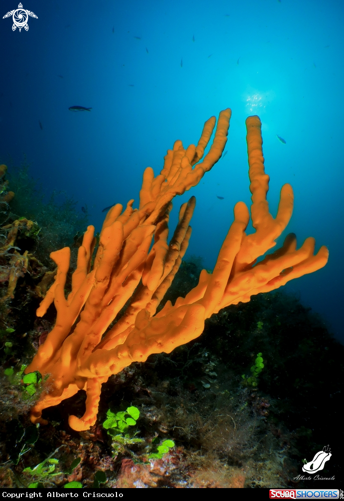 A Axinella polipoides