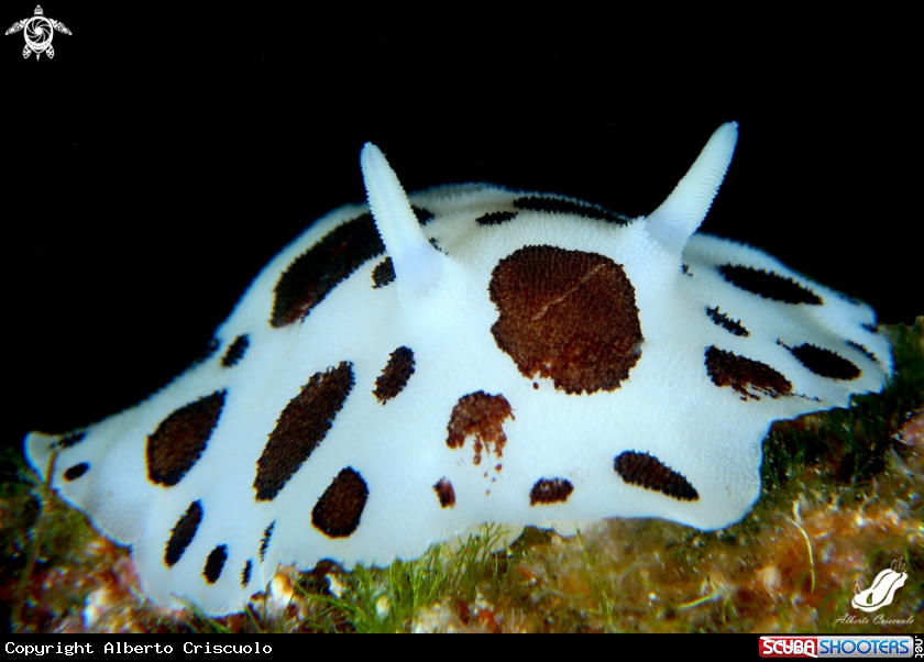 A Peltodoris atromaculata