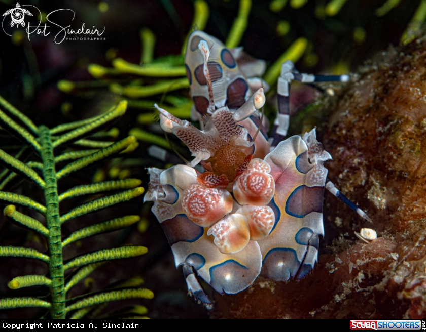 A Harlequin Shrimp