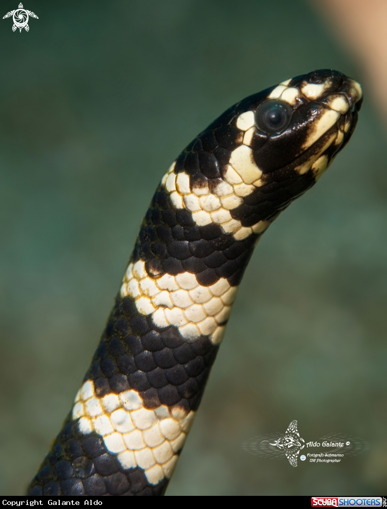 A The Turtle Headed Seasnake