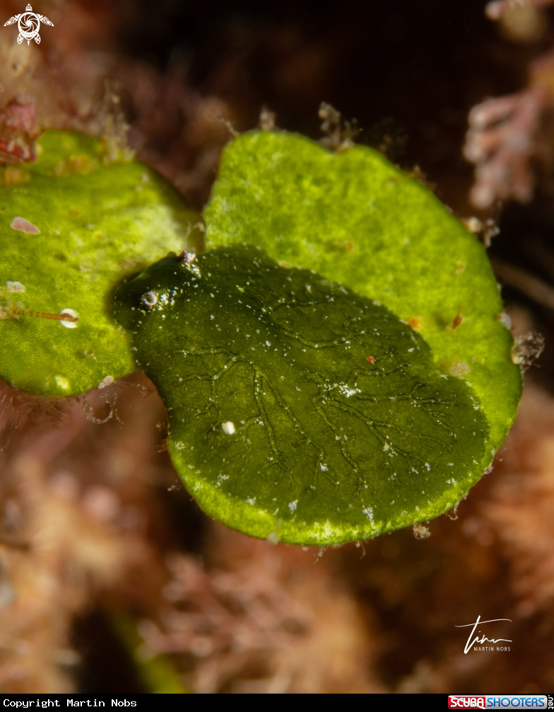 A Bosellia mimetica