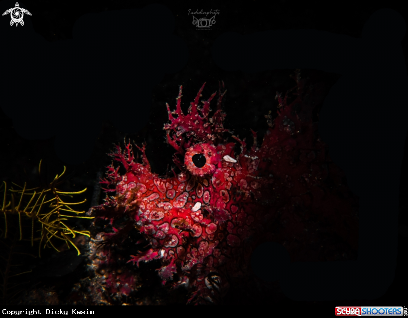 A Red Rhinopias