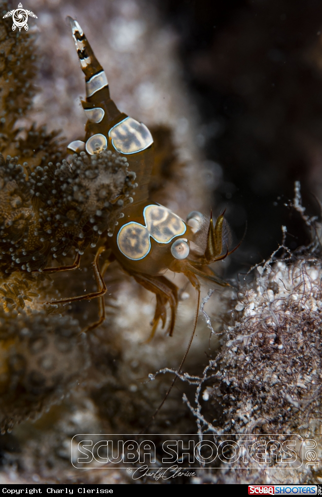 A Sexy Shrimp