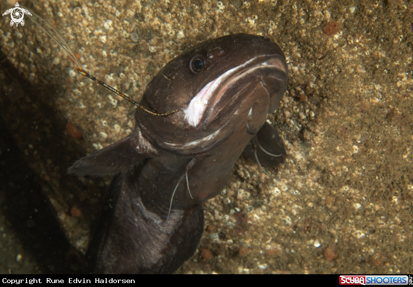 A Tadpole fish