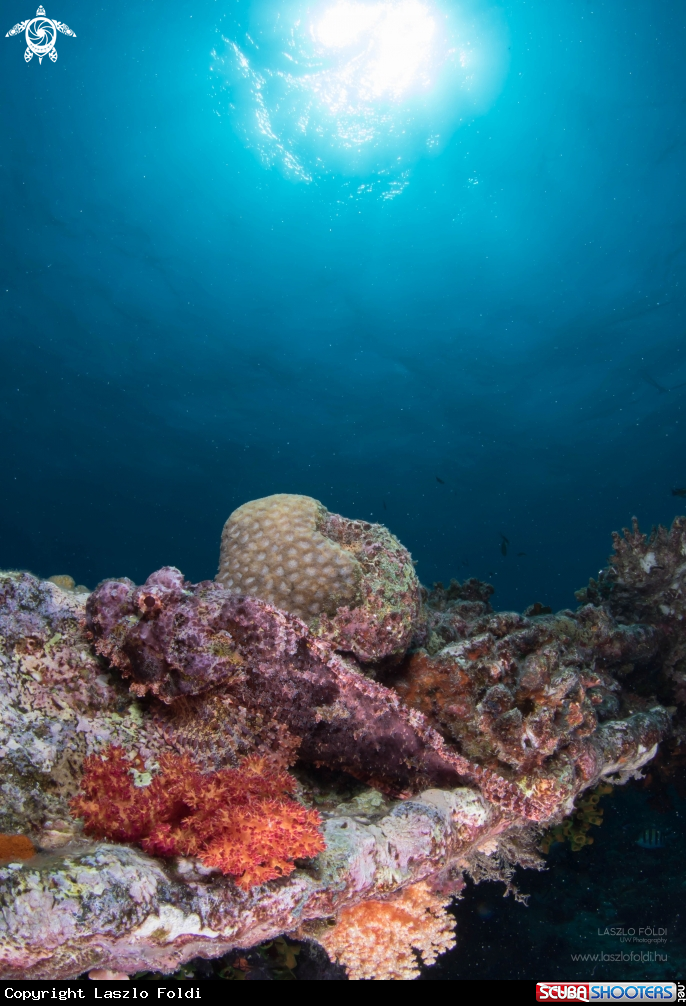 A Scorpionfish 