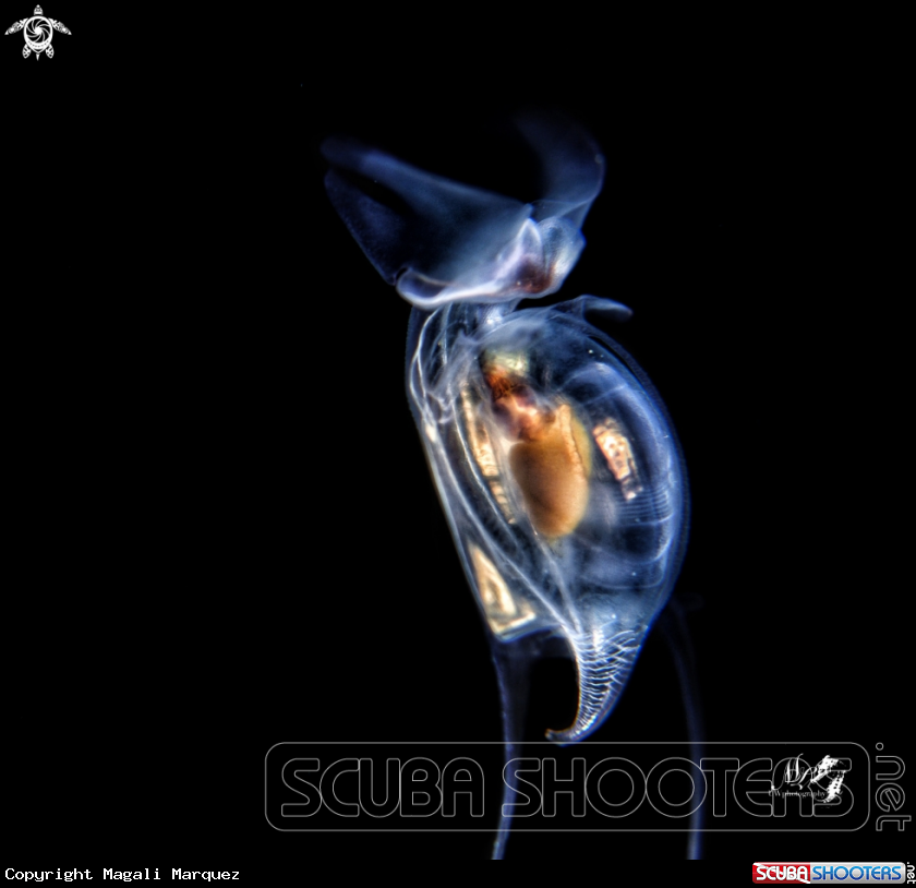 A Sea Butterfly 