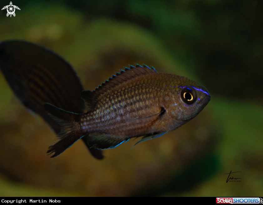 A Damselfish