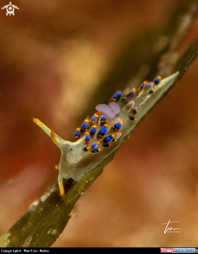 A Trinchesia morrowae