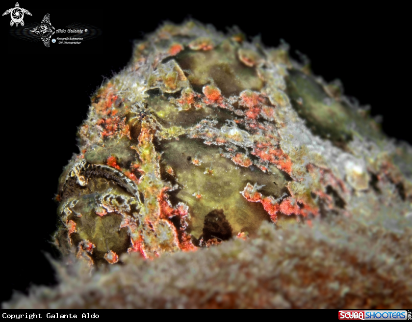 A Commerson's Frogfish - The Giant Frogfish