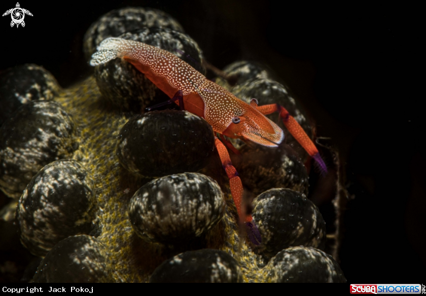 A Emperor shrimp