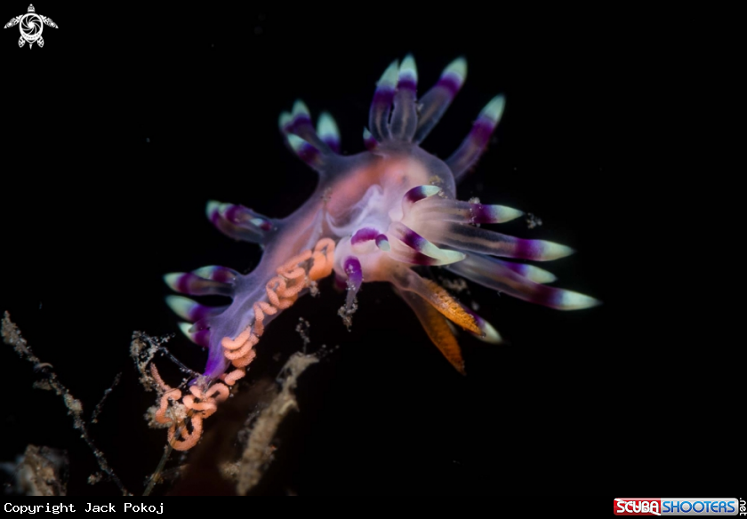 A Flabellina  exoptata