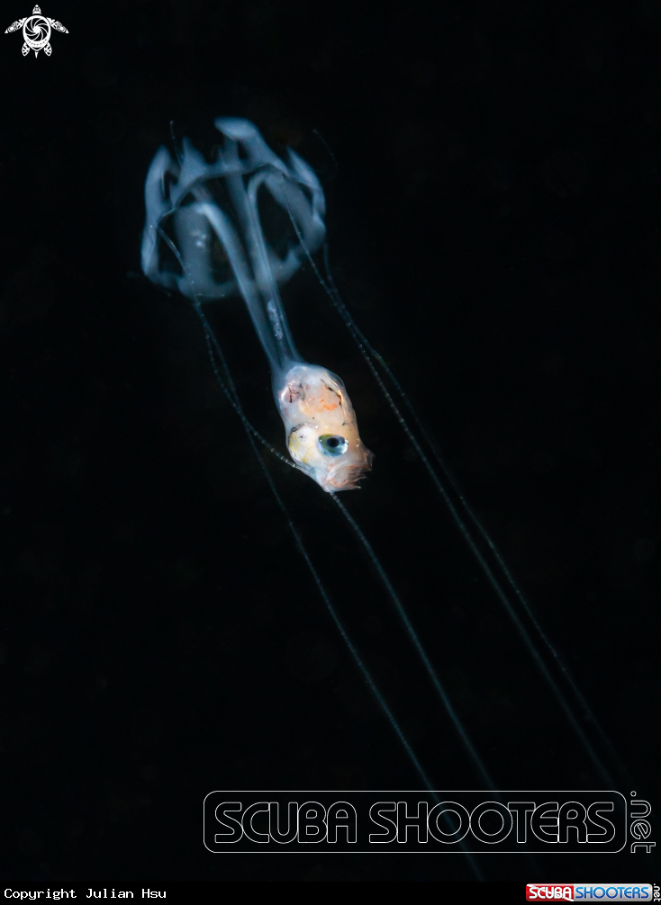 A jellyfish